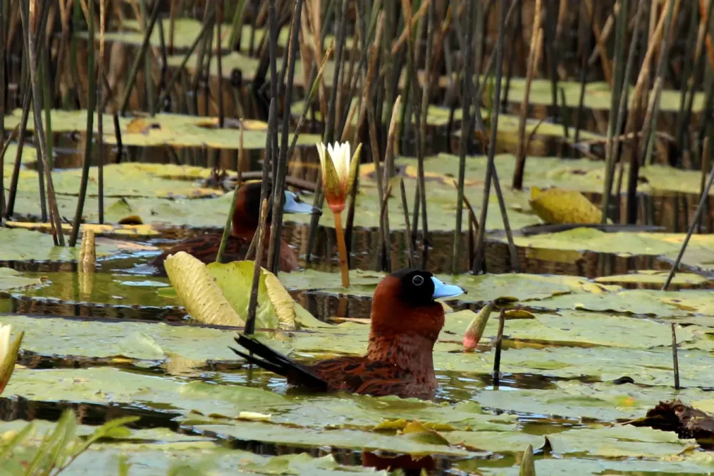 File:Masked duck (Nomonyx dominicus).jpg