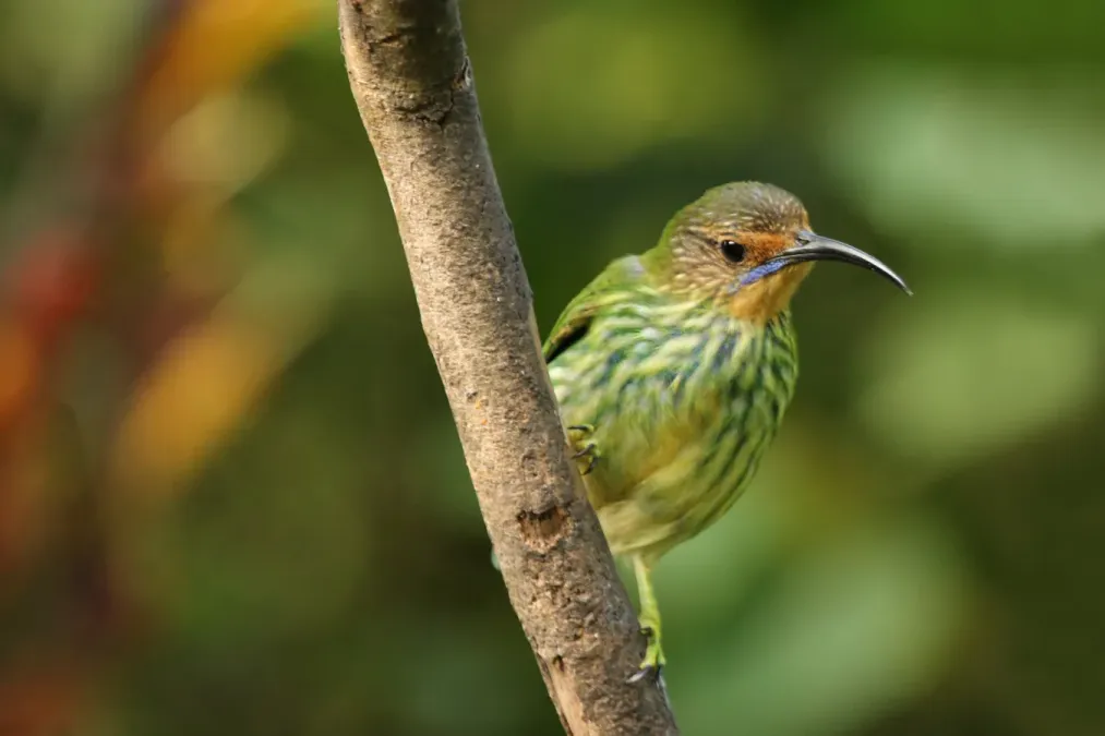 File:Purple honey creeper (Cyanerpes caeruleus longirostris) female.jpg