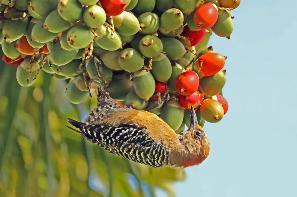 File:Red-crowned woodpecker (Melanerpes rubricapillus rubricapillus) female.jpg