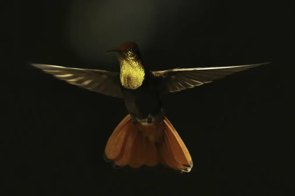 File:Ruby-topaz hummingbird (Chrysolampis mosquitus) male in flight.jpg