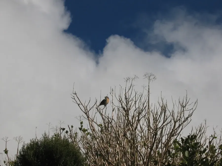 File:Fringilla coelebs moreletti (2).jpg