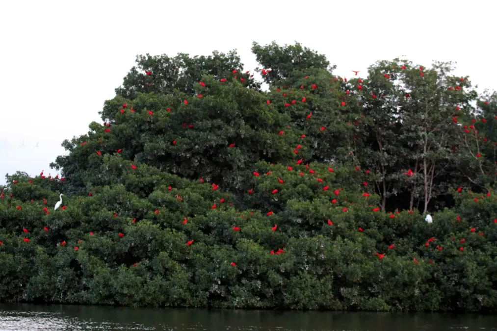File:Scarlet ibis (Eudocimus ruber) roosting.jpg