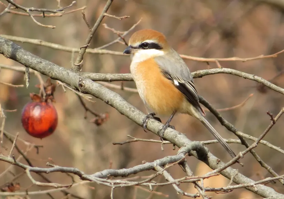 File:Lanius bucephalus (male).JPG