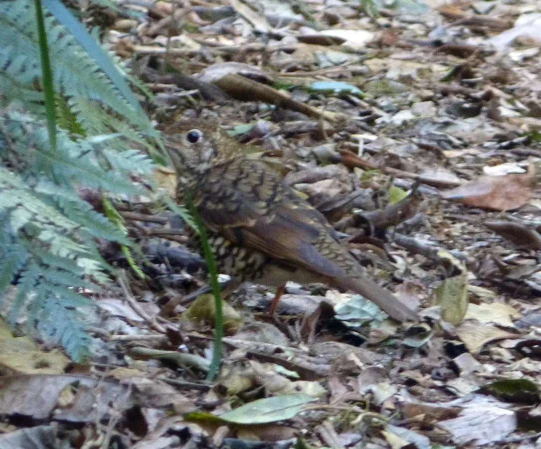 File:Bassian Thrush. Zoothera lunulata (15803906985).jpg