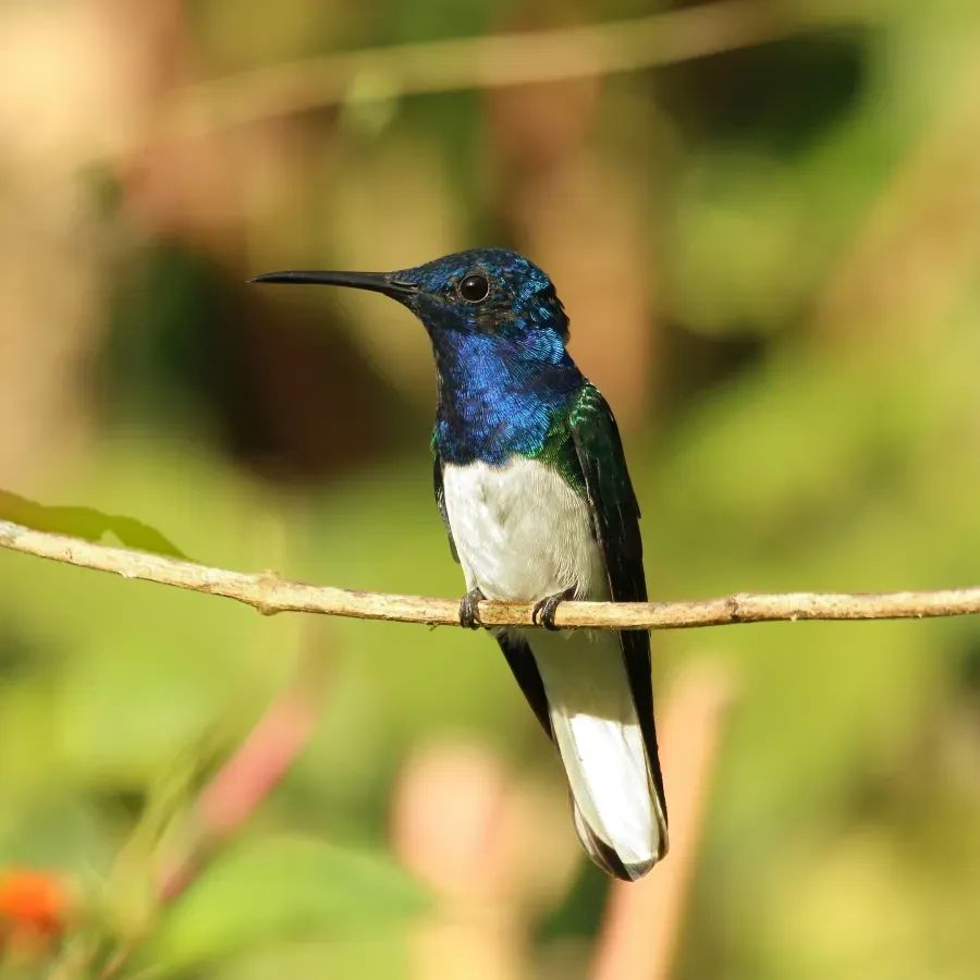 File:White-necked jacobin (Florisuga mellivora mellivora) male Tr.jpg
