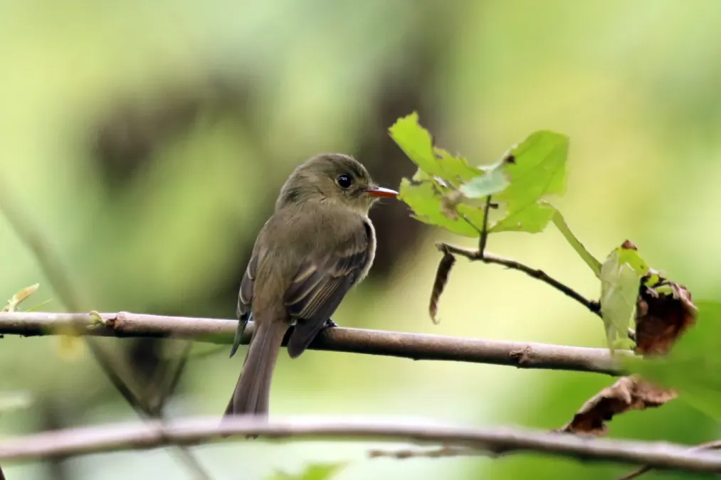File:Jamaican pewee (Contopus pallidus).jpg