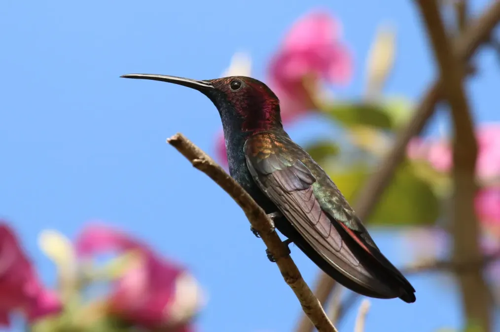 File:Jamaican mango (Anthracothorax mango) male.jpg