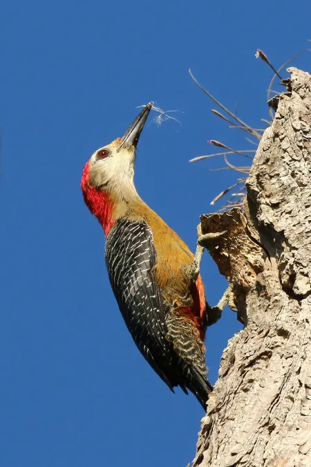 File:Jamaican woodpecker (Melanerpes radiolatus) male.jpg