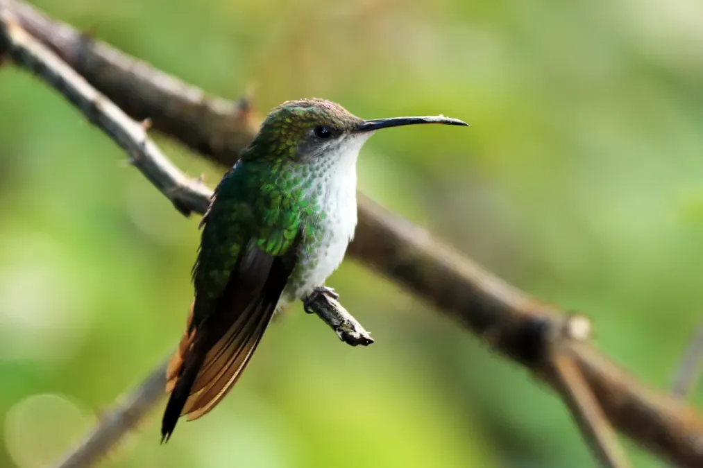 File:Red-billed streamertail (Trochilus polytmus) female.jpg