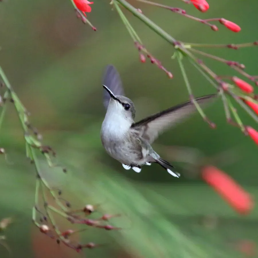 File:Red-billed streamertail (Trochilus polytmus) female in flight.jpg