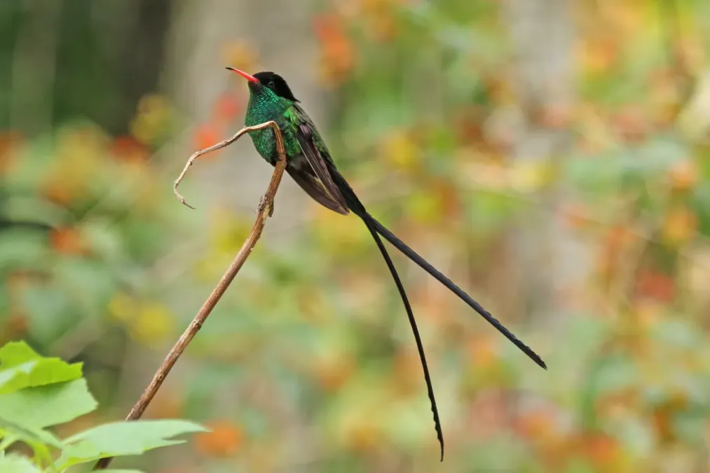 File:Red-billed streamertail( Trochilus polytmus) adult male 2.jpg