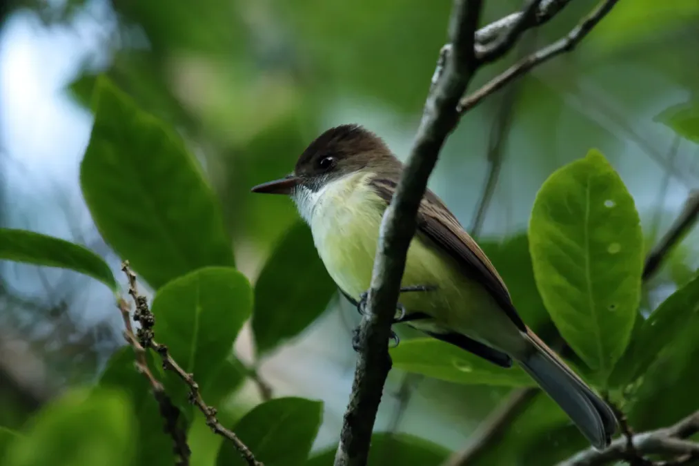 File:Sad flycatcher (Myiarchus barbirostris).jpg