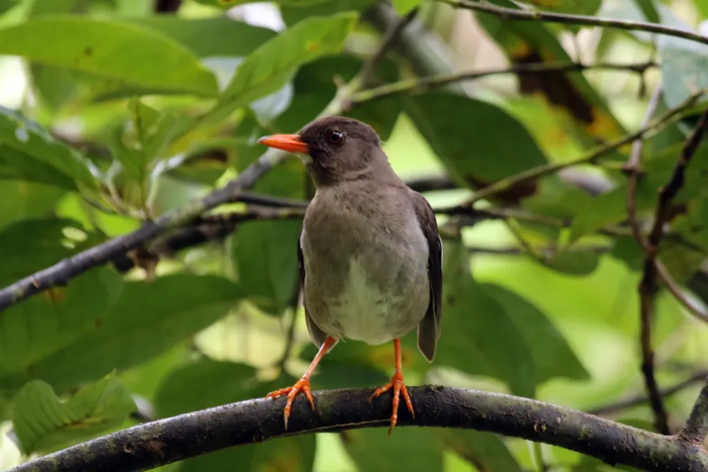 File:White-chinned thrush (Turdus aurantius).jpg