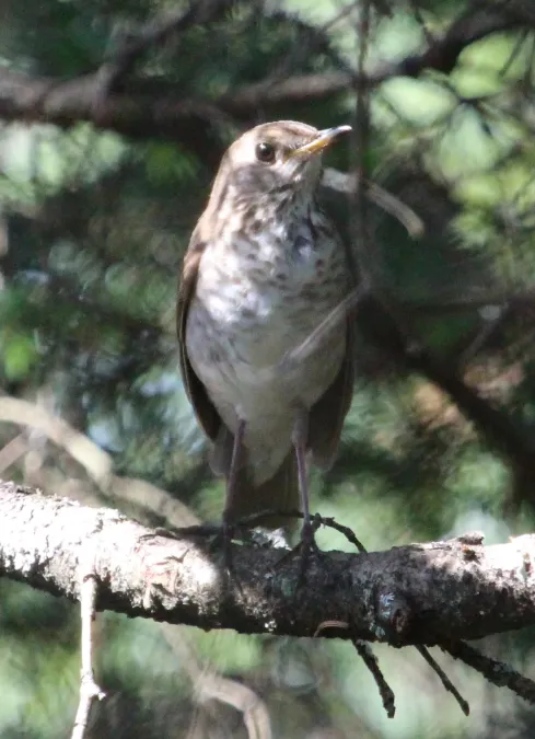 File:Catharus bicknelli, Cannon Mountain, NH.jpg