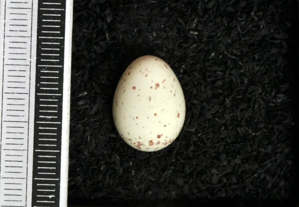 File:Poecile lugubris MWNH 1432.JPG