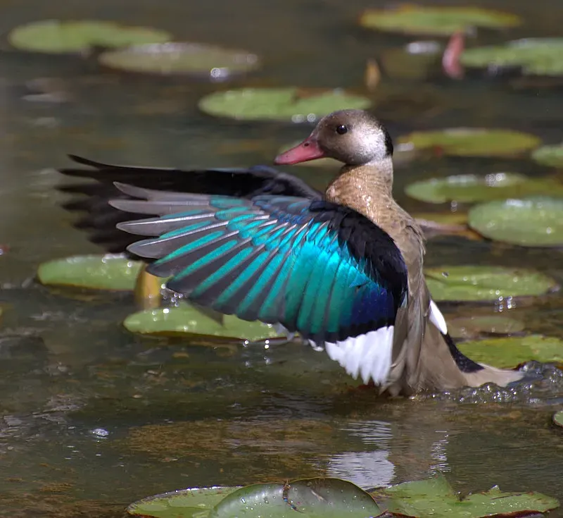 File:Amazonetta brasiliensis.jpg