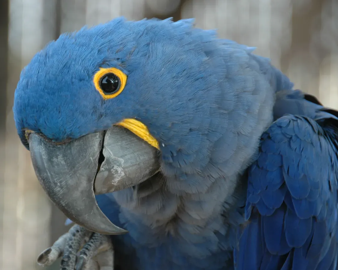 File:Anodorhynchus hyacinthinus -Hyacinth Macaw -side of head.jpg