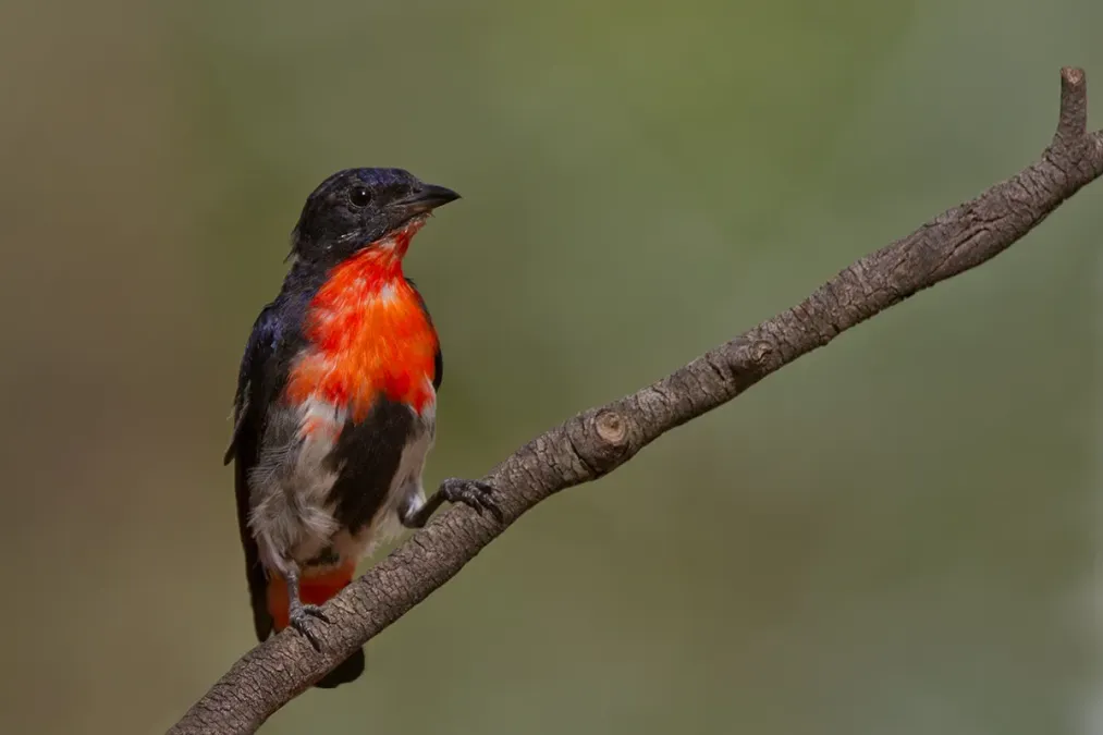 File:Mistletoebird (Dicaeum hirundinaceum)2.jpg