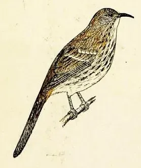 File:Toxostoma cinereum.jpg