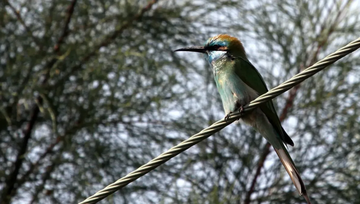 File:Arabian Green Bee-eater (Merops cyanophrys), Ramat Negev, Israel (15824966811).jpg