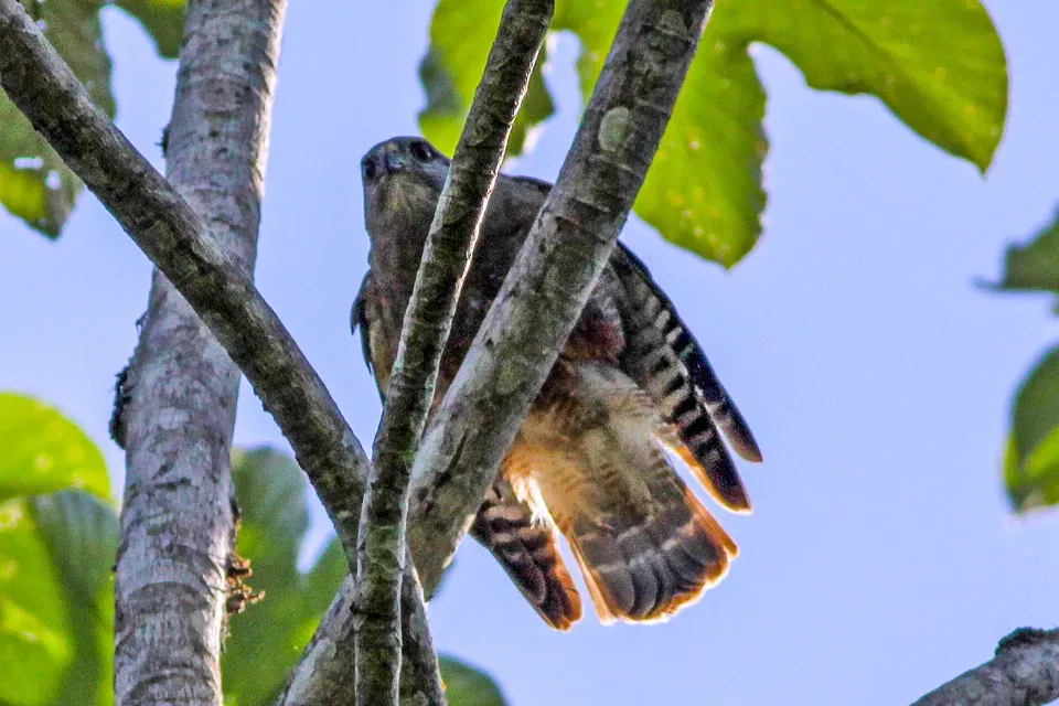 File:Ridgway's Hawk (Buteo ridgwayi) (8082826285).jpg