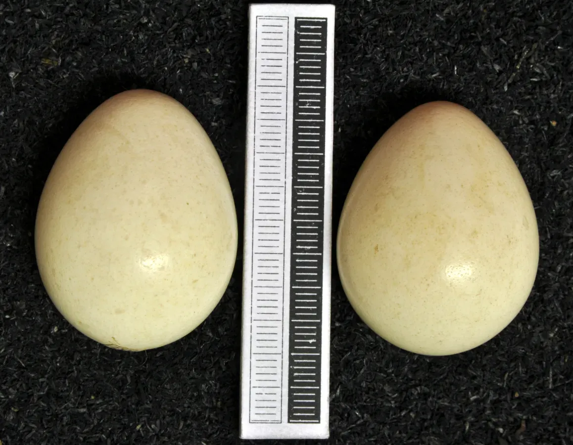 File:Alectoris graeca MWNH 1086.JPG