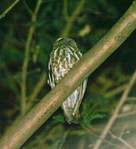 File:Brown Hawk Owl (Ninox scutulata) at Samsing, Duars, West Bengal W IMG 5932.jpg