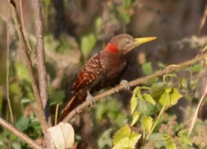File:Bay Woodpecker Blythipicus pyrrhotis Mizoram (2).JPG