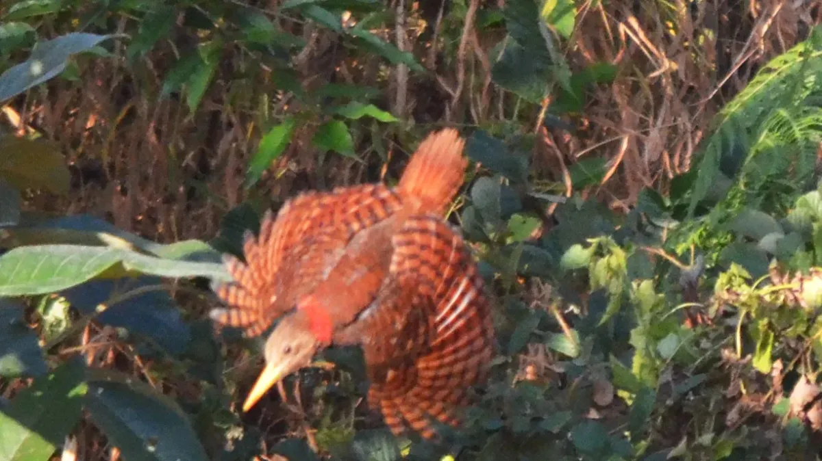 File:Bay Woodpecker Blythipicus pyrrhotis Mizoram (3).JPG