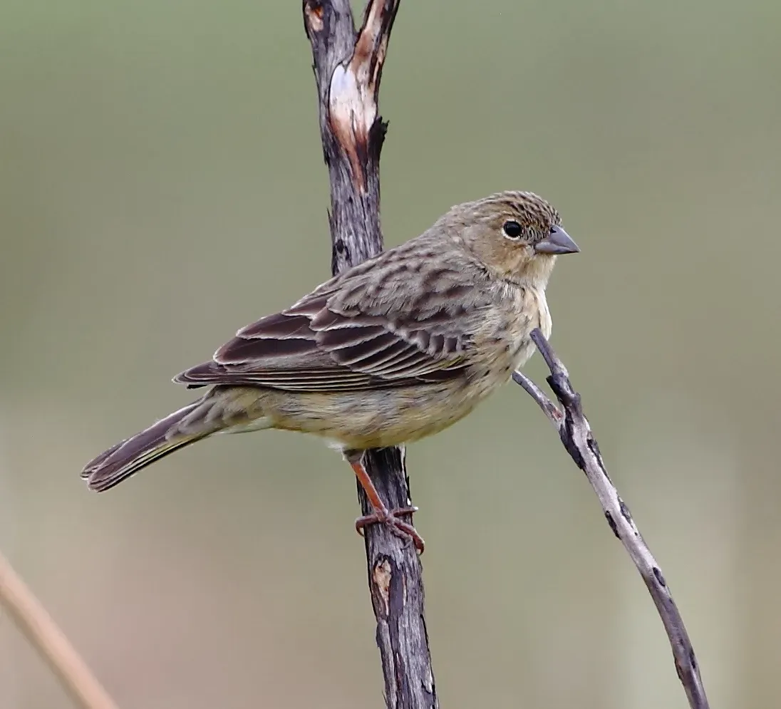 File:Sicalis citrina - Stripe-tailed yellow finch (female).JPG