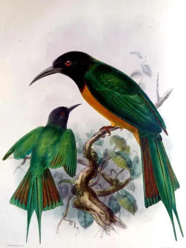 File:Merops breweri.jpg
