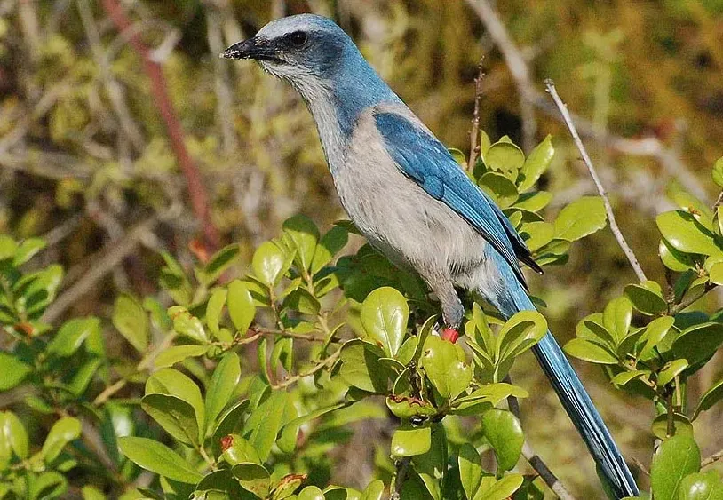 File:Florida-Buschhäher (Aphelocoma coerulescens) lat. B. Walker.jpg