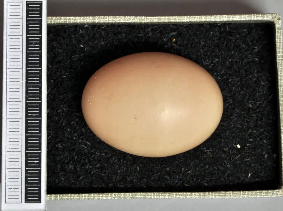 File:Crypturellus transfasciatus MWNH 0077.JPG