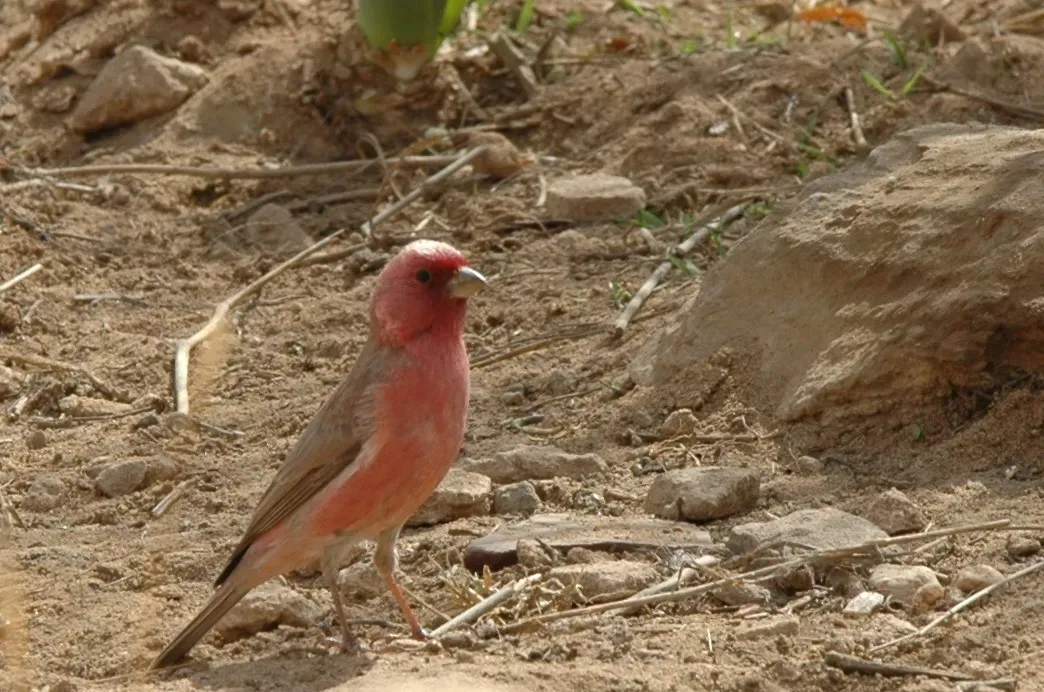 File:Carpodacus synoicus male(01).jpg
