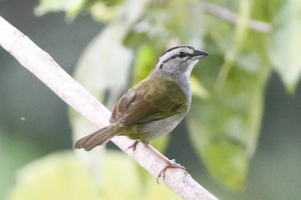 File:Black-striped Sparrow (Arremonops conirostris).jpg
