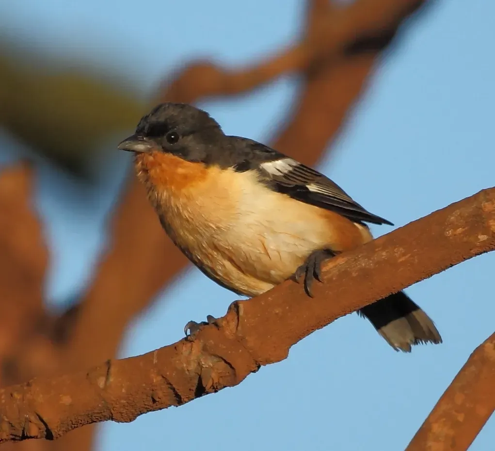File:Cypsnagra hirundinacea - White-rumped Tanager.JPG