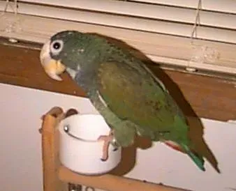 File:White-crowned Parrot (Pionus senilis) -pet on dish.jpg