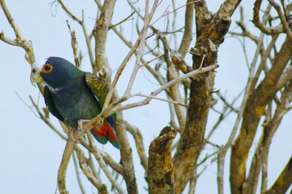 File:Pionus senilis -in a tree.JPG