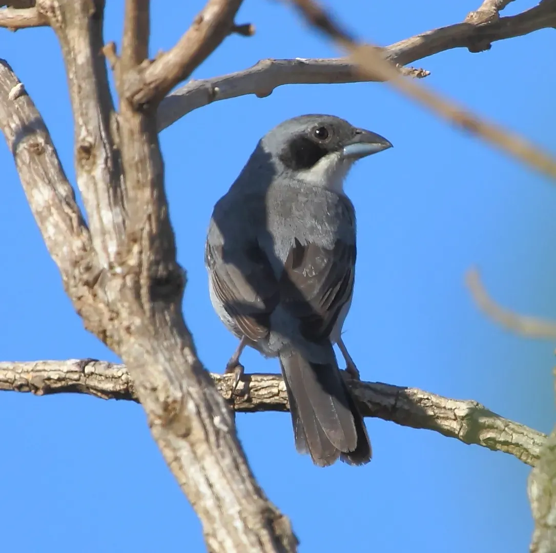 File:Neothraupis fasciata - Shrike-like Tanager.JPG