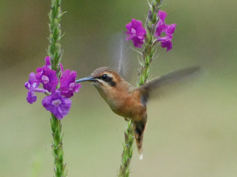File:Phaethornis striigularis.jpg