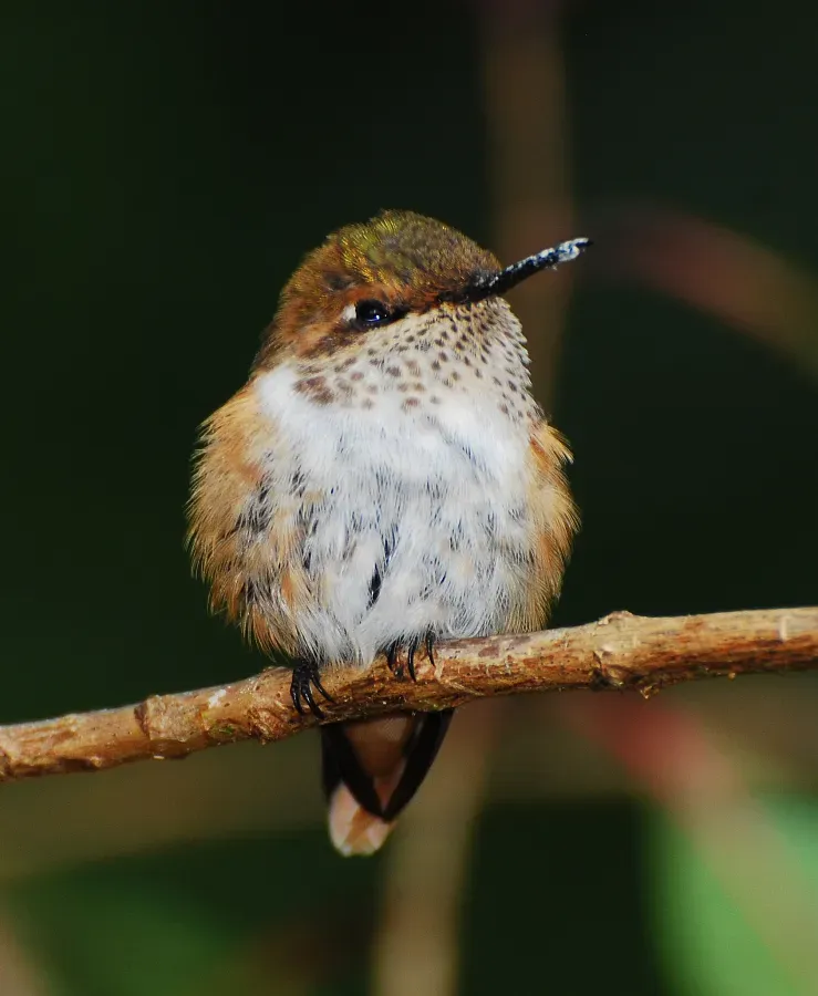 File:Selasphorus scintilla (female).jpg