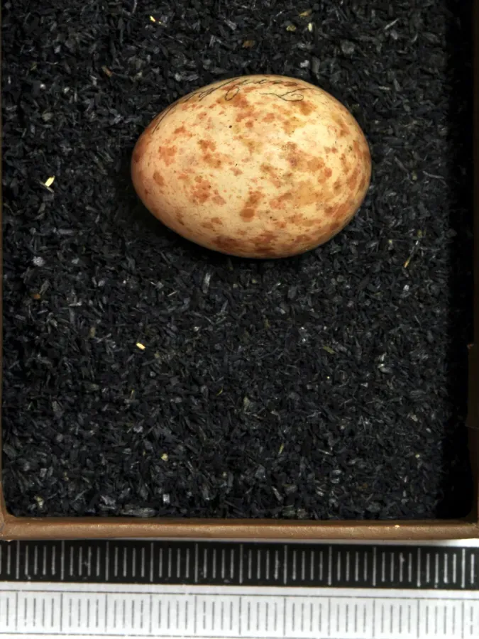 File:Turdus hortulorum MWNH 1788.JPG