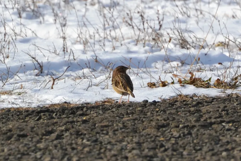 File:Grasshopper Sparrow (Ammodramus savannarum) (16231367436).jpg