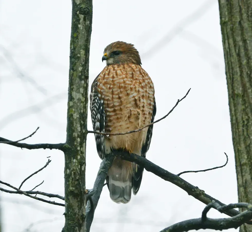 File:Red-shouldered Hawk (Buteo lineatus) (15454317283).jpg