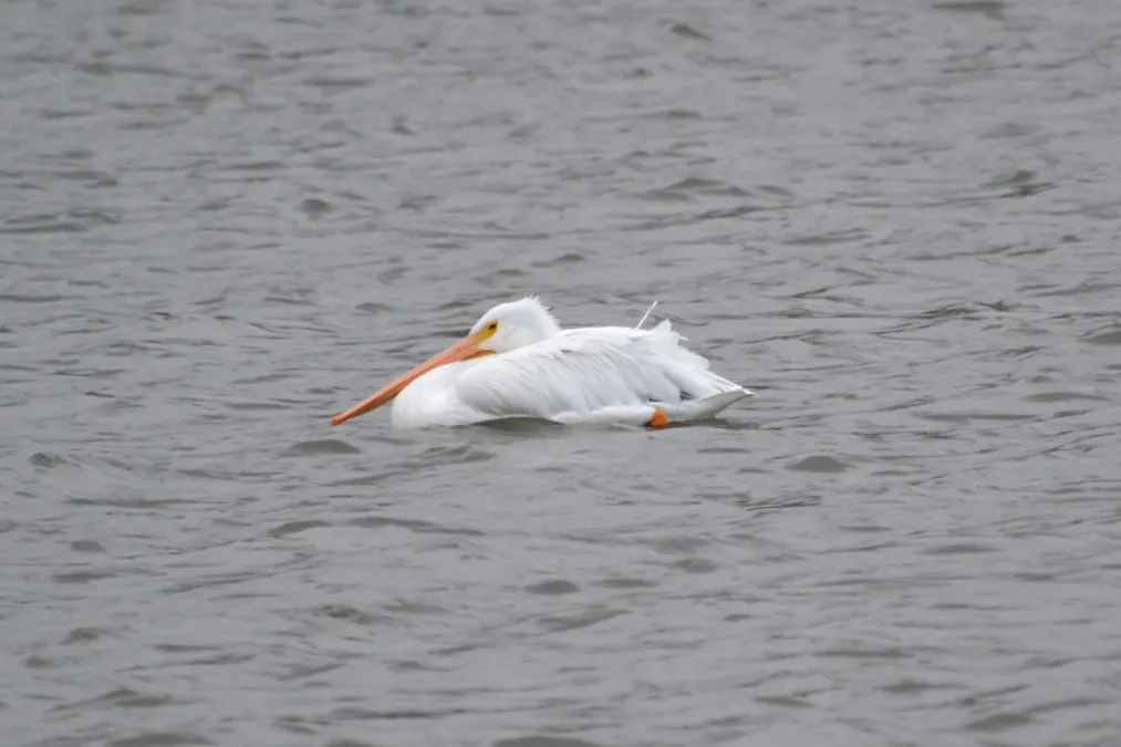 File:American White Pelican (Pelecanus erythrorhynchos) (15293163864).jpg
