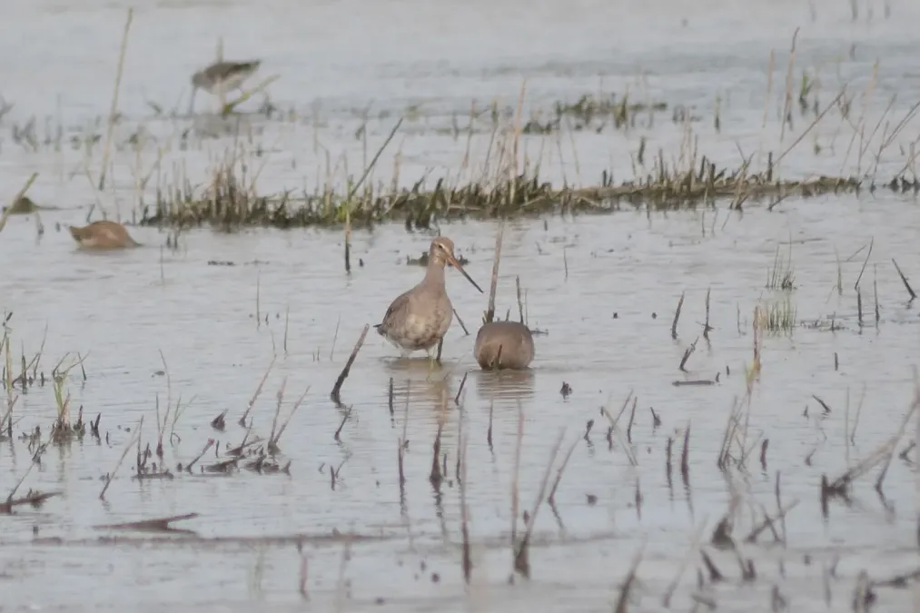 File:Hudsonian Godwits (Limosa haemastica) (15108792985).jpg