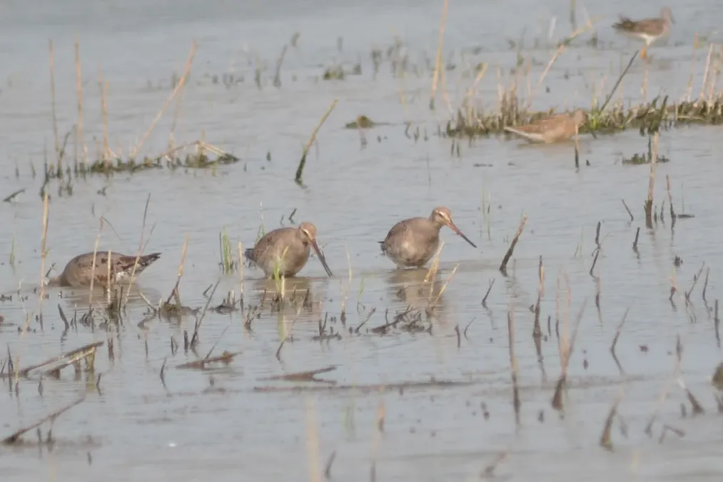 File:Hudsonian Godwits (Limosa haemastica) (14922110869).jpg