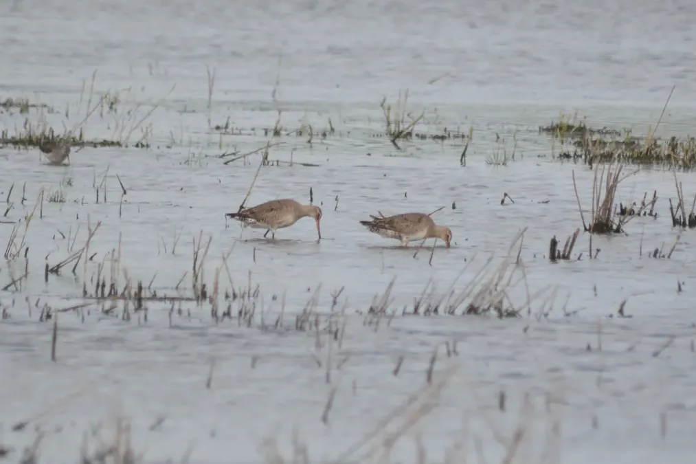 File:Hudsonian Godwits (Limosa haemastica) (14922242497).jpg