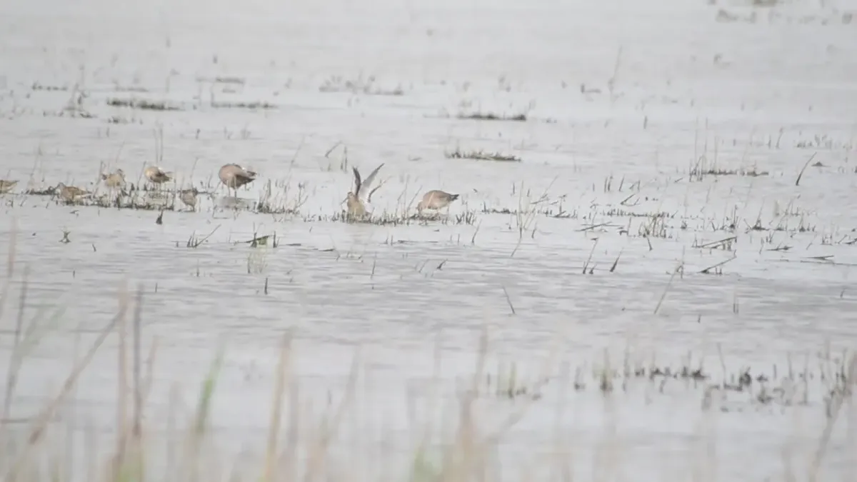 File:Hudsonian Godwits (Limosa haemastica) (15108681445).jpg