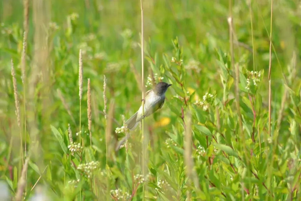 File:Willow Flycatcher (Empidonax traillii) (14490879299).jpg